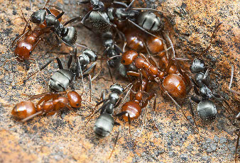 cachemire de pattes de ferme de fourmis